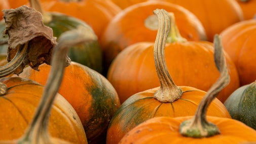 Pumpkins from the walled kitchen garden at Clumber
